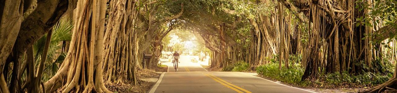 Bicyclist on Road with Trees